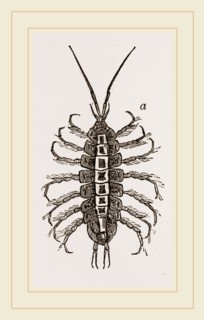 Asellus aquaticus. Asellus aquaticus' is a freshwater crustacean resembling a woodlouse. It is