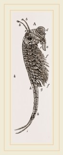 Brine Shrimp or Brine Worm. Artemia is a genus of aquatic crustaceans known as brine shrimp.