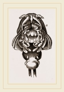Phyllophora cornuta