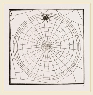 Geometric Web