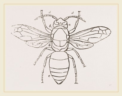 Hornet