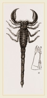 African Scorpion