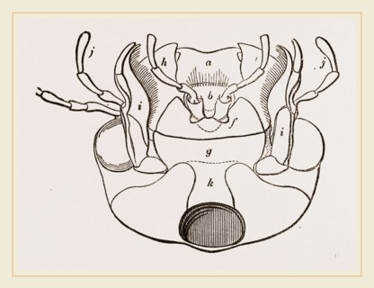 Month of Water-Beetle
