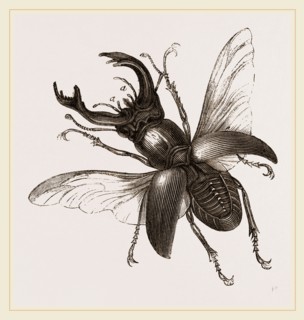 Stag Beetle, beetle in the family Lucanidae