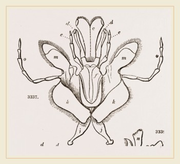 Parts of Mouth various Insects