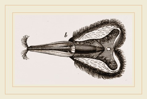 Mouth of Bee