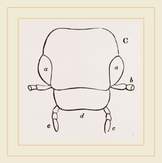 Parts of Head Beetle