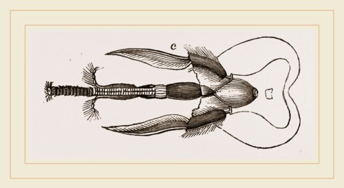 Mouth of Bee