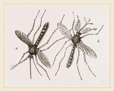 Male and Female Gnats