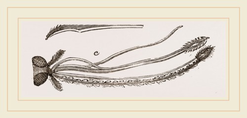 Sucker of Gnat