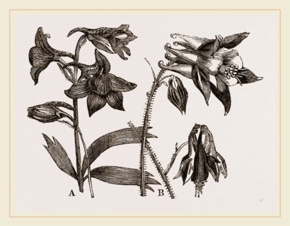 Larkspur and Columbine