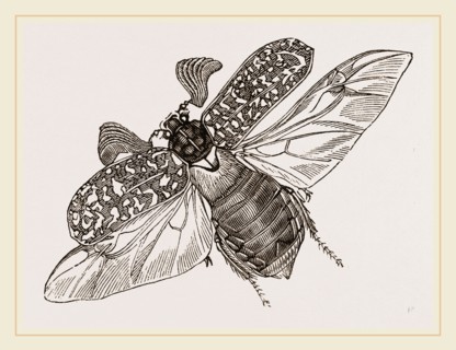 Beetle flying