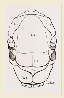 Thorax of Hornet