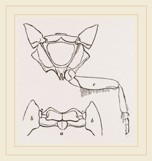 Parts of Thorax Beetle