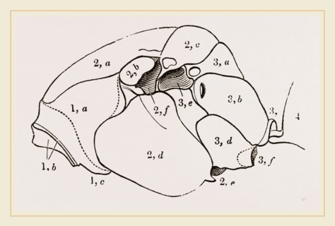 Thorax of Hornet