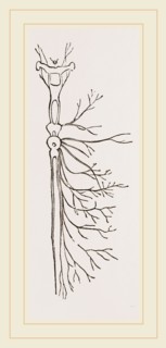 Nervous System in Chaffer-Beetle and Larva