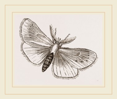 Moth