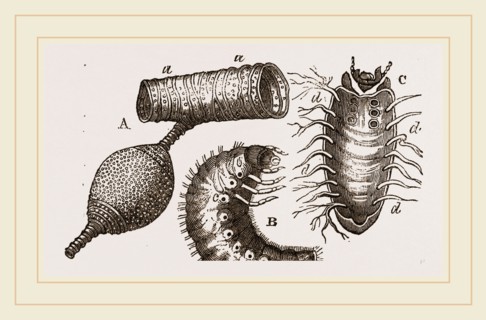Details of Rhinoceros Beetle