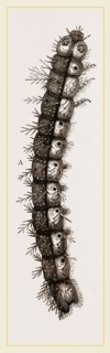 Caterpillar and Viscera of Tortoiseshell Butterfly