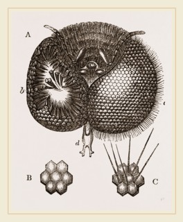 Eyes of Bee