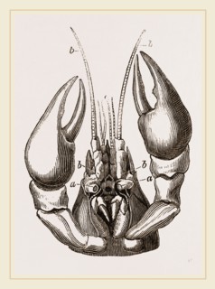 Head of Lobster