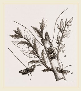 Acanthocinus aedilis and dela