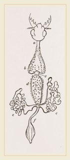 Intestines of Cicindela campestris