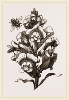 Bees and Snail-dragon