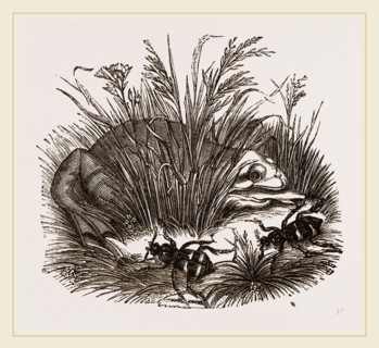 Neerophorus Sepultor and Frog