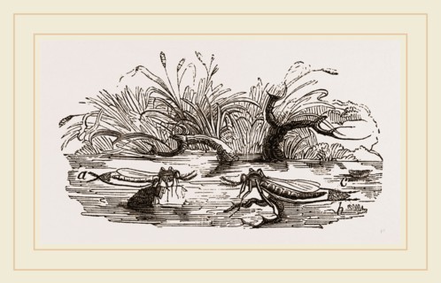 Gnats forming a Raft of Eggs
