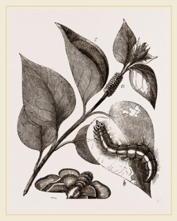 Lackey-Moth