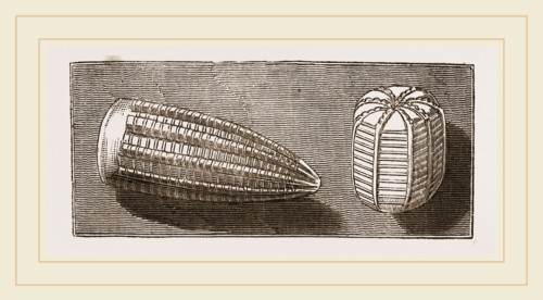 Egg of Butterfly and'of Moth