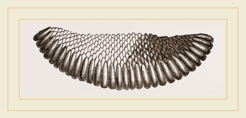 Raft of Gnats' Eggs