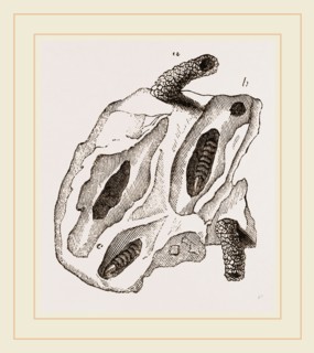 Nests of Mason Wasps