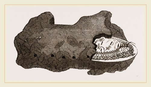 Cell of Queen Termites
