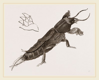 Mole-Cricket