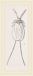 Cochineal Insects