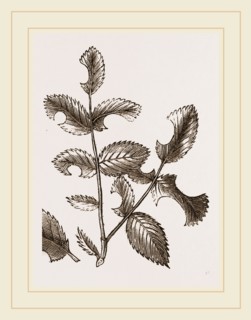 Rose-cutter Bee Leaves and Nest