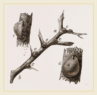 Eggs of Hawthorn Coccus