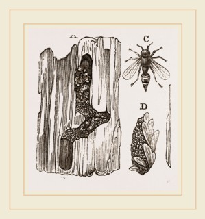 Cells of Carpenter-Wasp