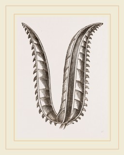 Ovipositor of Saw-Fly