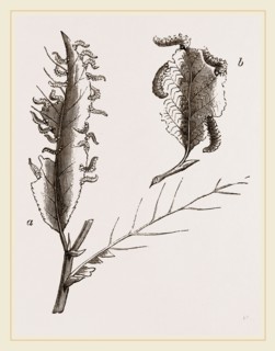Caterpillars on the Ozier and Alder