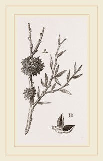 Galls of Dyer's-Broom Insect
