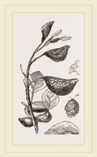 Eriosoma and Galls on Poplar