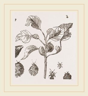Eriosoma and Galls on Poplar