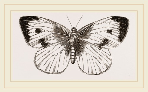 Cabbage-Butterfly