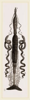 Organization of Caterpillar Goat-Moth