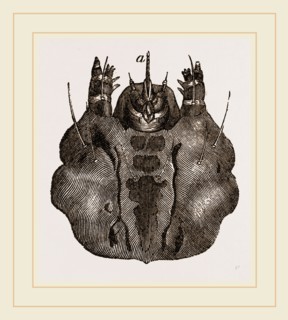 Labium of Caterpillar Goat-Moth