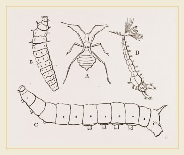 Larvae of Insects