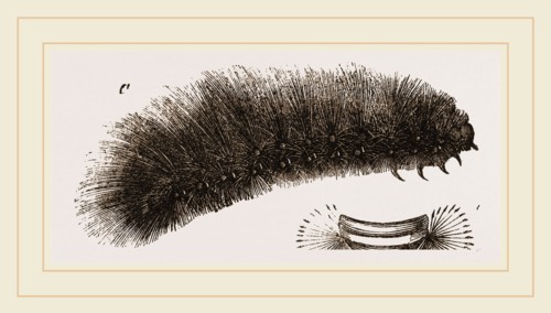 Caterpillar of Tiger-Moth